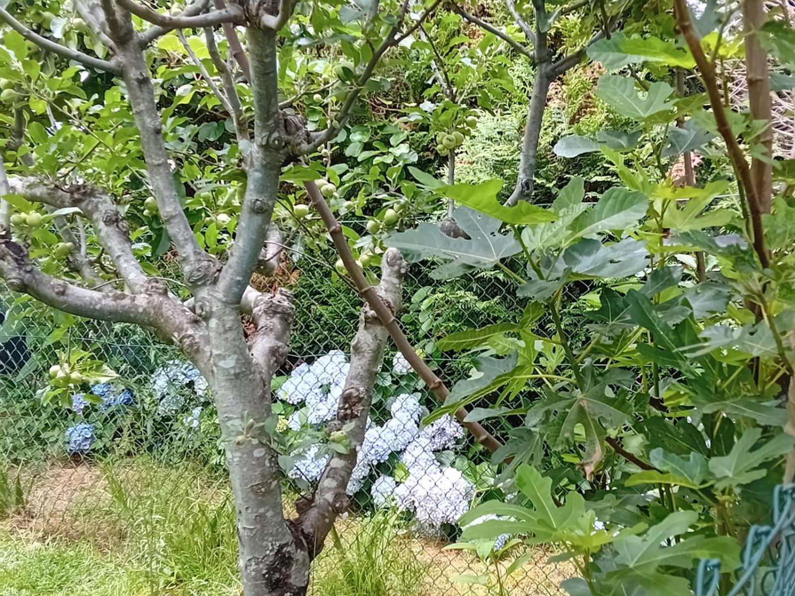 فيلا Vivienda Con Jardin Terraza Y Barbacoa Picona المظهر الخارجي الصورة